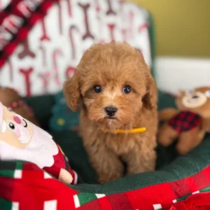 Apricot Female Teacup Poodle – Tracy 🐩