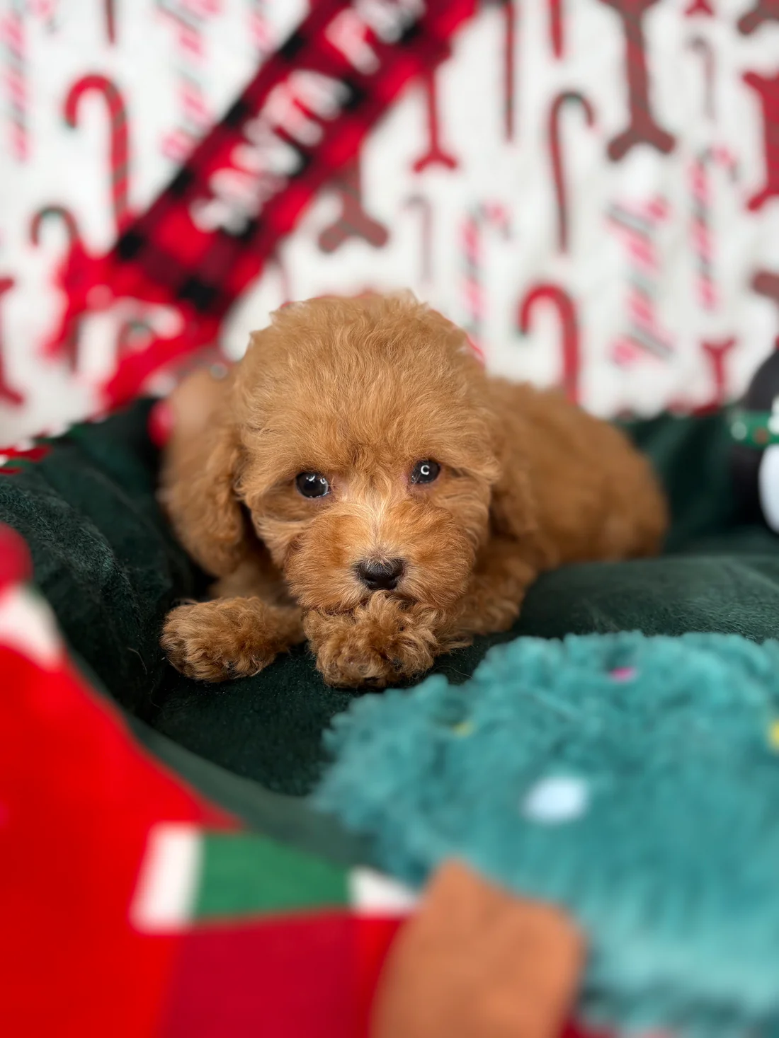 Apricot Female Teacup Poodle β Tracy π© - Image 7