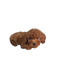 Dark_Red_Female_Toy_Poodle Bella