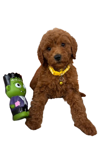 Teacup Poodles in USA