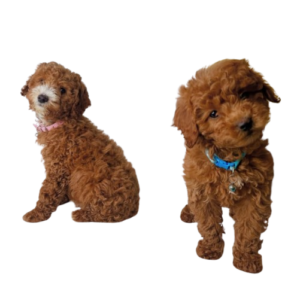 Teacup Poodles in texas