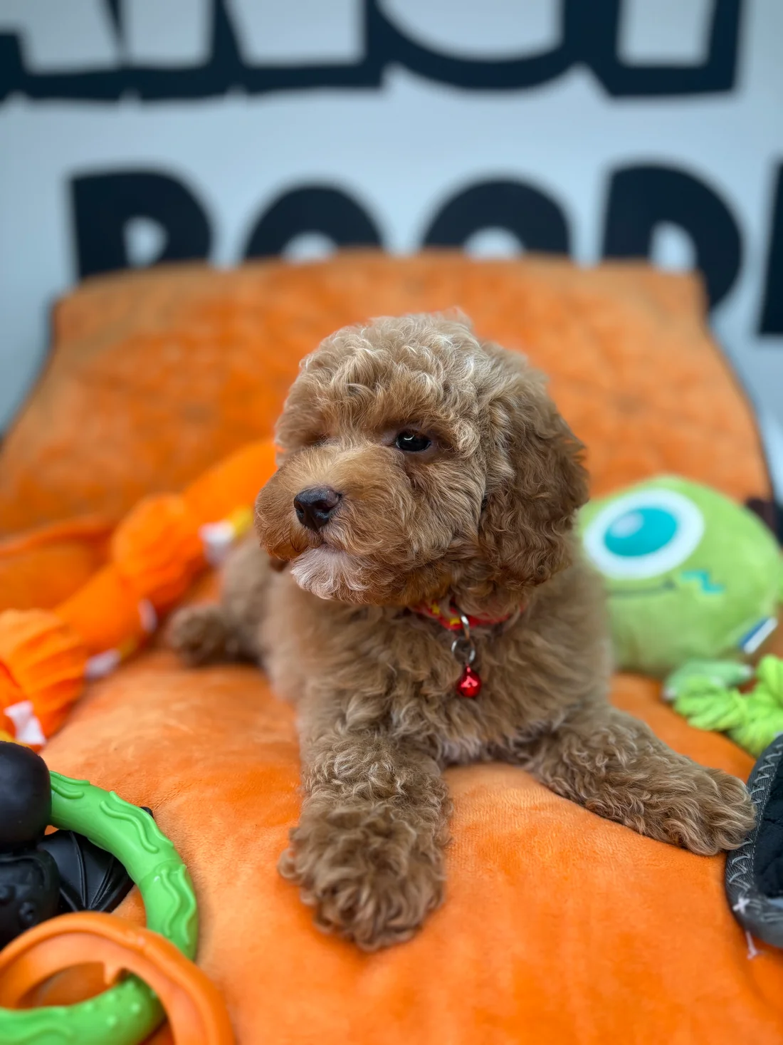 Apricot Female Miniture Poodle Honey—apricot female Miniature Poodle puppy for sale in the USA