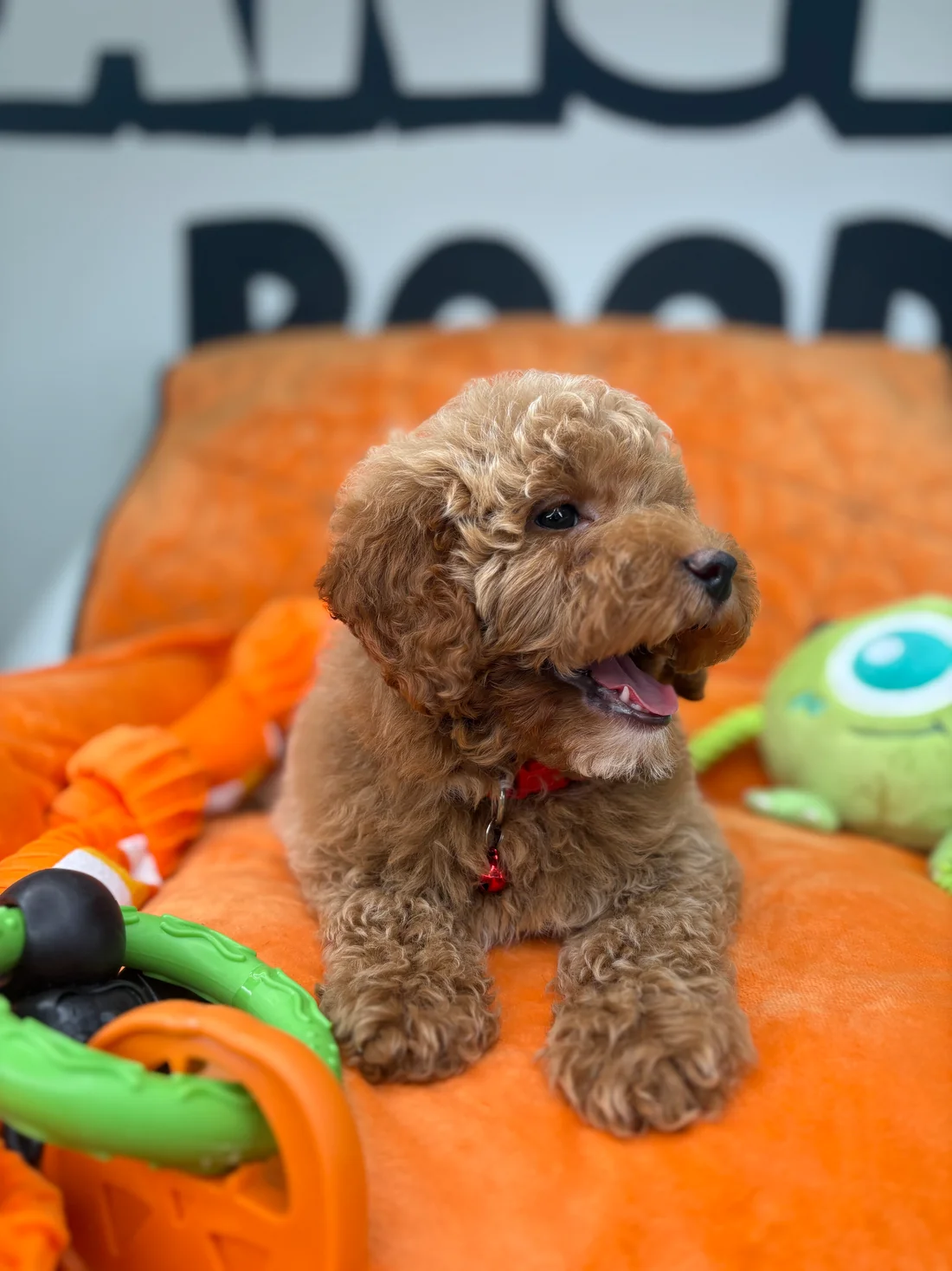 Apricot Female Miniture Poodle1 Honey—apricot female Miniature Poodle puppy for sale in the USA