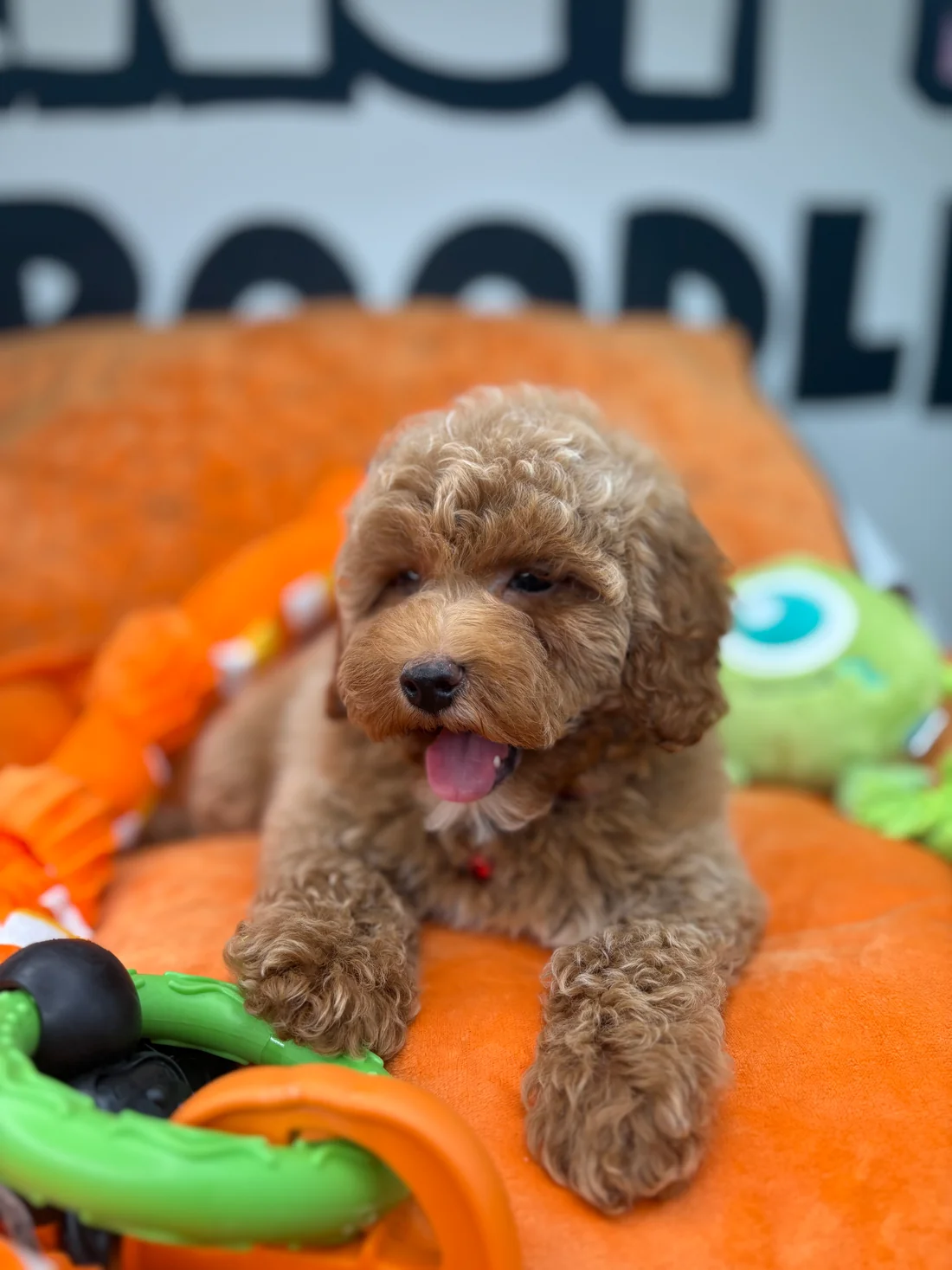 Apricot Female Miniture Poodle3 Honey—apricot female Miniature Poodle puppy for sale in the USA