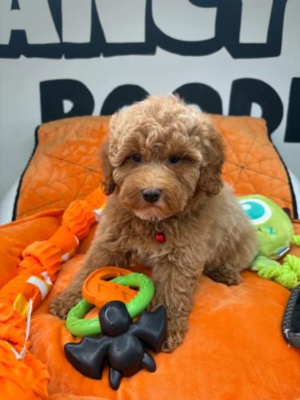 Honey—apricot female Miniature Poodle puppy for sale in the USA