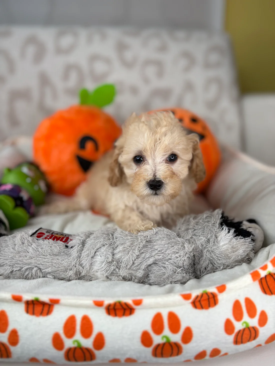 Apricot Female Teacup Poodle 🐩 Tracy, an apricot female Toy Poodle puppy for sale in the USA