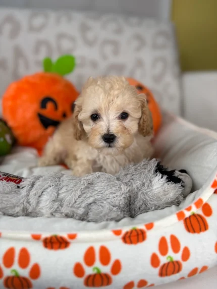 Tracy, an apricot female Toy Poodle puppy for sale in the USA