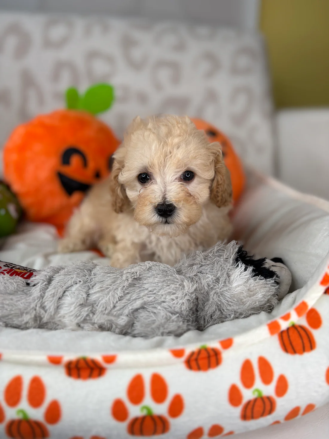 Apricot Female Teacup Poodle 🐩1 Tracy, an apricot female Toy Poodle puppy for sale in the USA