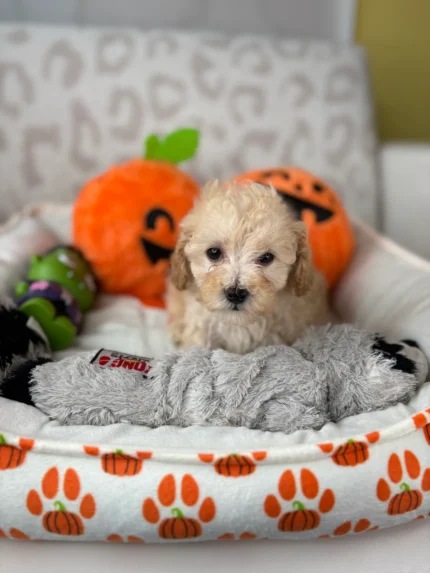 Tracy, an apricot female Toy Poodle puppy for sale in the USA