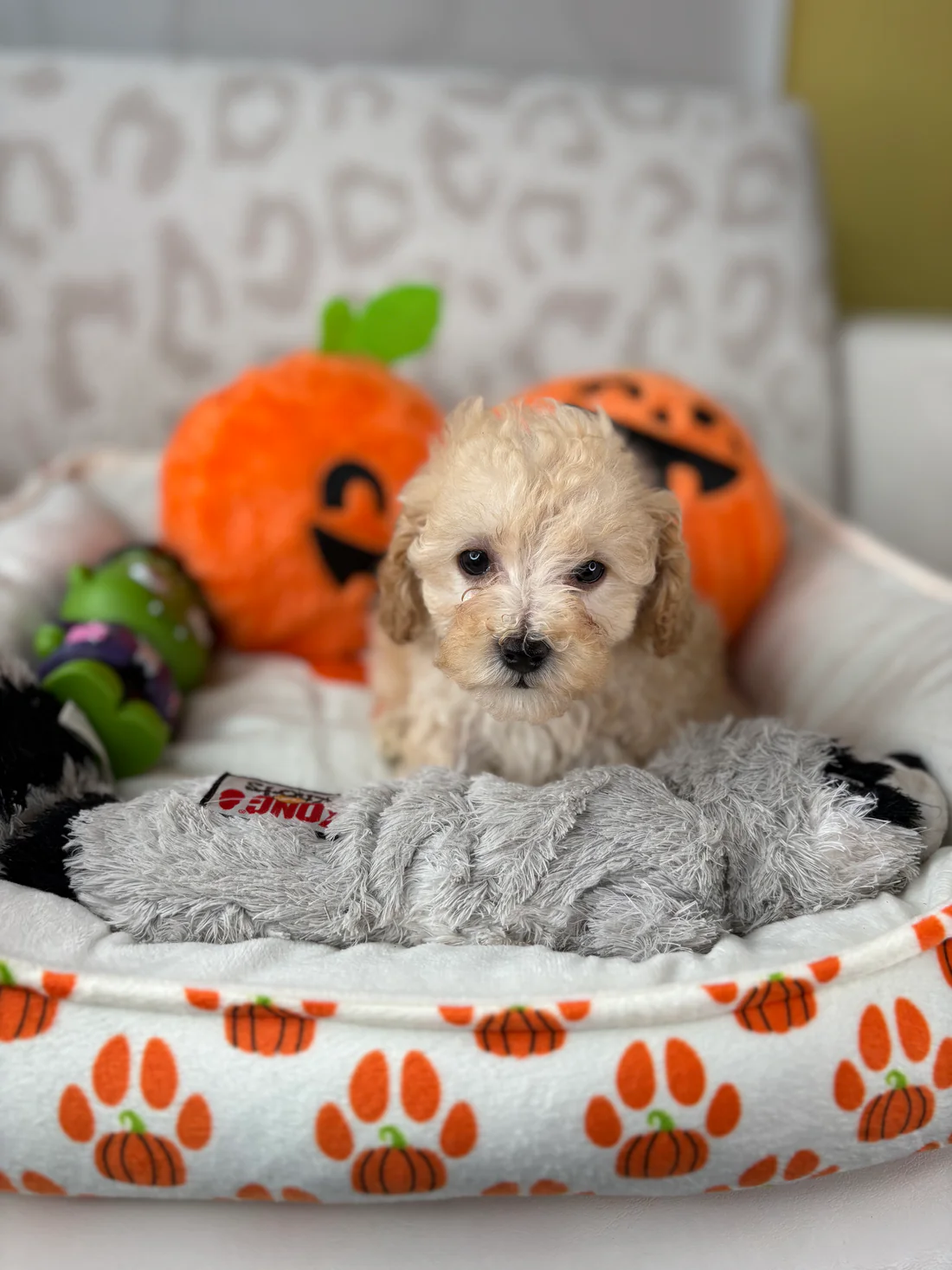 Apricot Female Teacup Poodle 🐩2 Tracy, an apricot female Toy Poodle puppy for sale in the USA