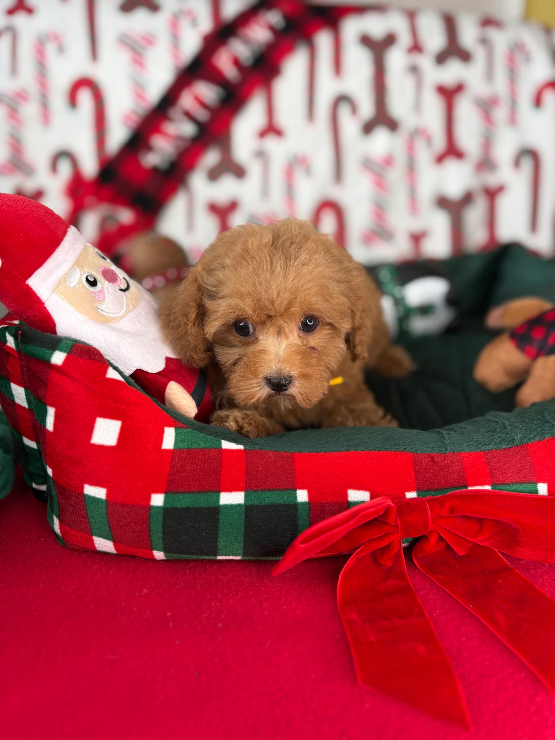 Apricot Female Teacup Poodle(Tracy) Tracy, an apricot female Teacup Poodle puppy for sale in the USA