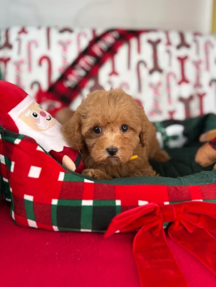 Tracy, an apricot female Teacup Poodle puppy for sale in the USA