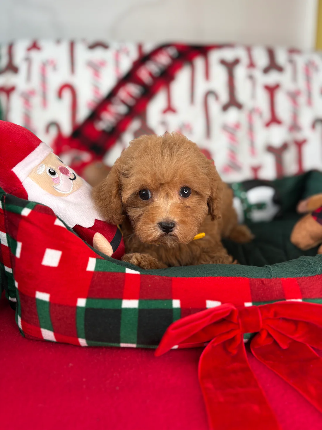 Apricot Female Teacup Poodle(Tracy)1 Tracy, an apricot female Teacup Poodle puppy for sale in the USA