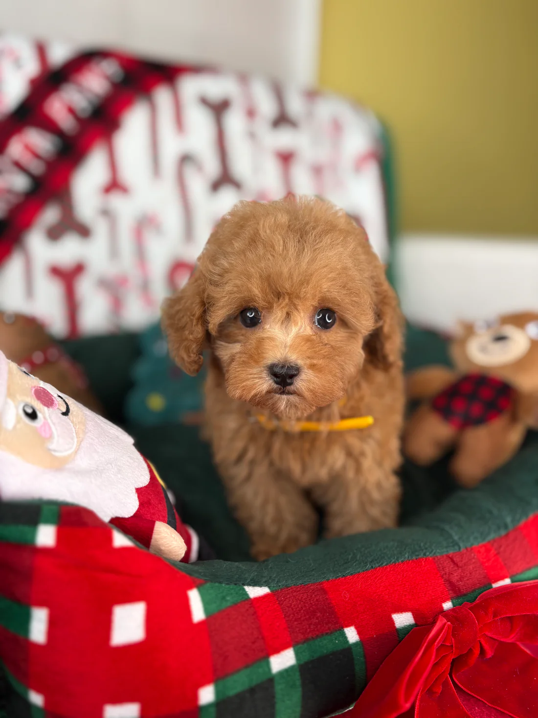Apricot Female Teacup Poodle(Tracy)2 Tracy, an apricot female Teacup Poodle puppy for sale in the USA