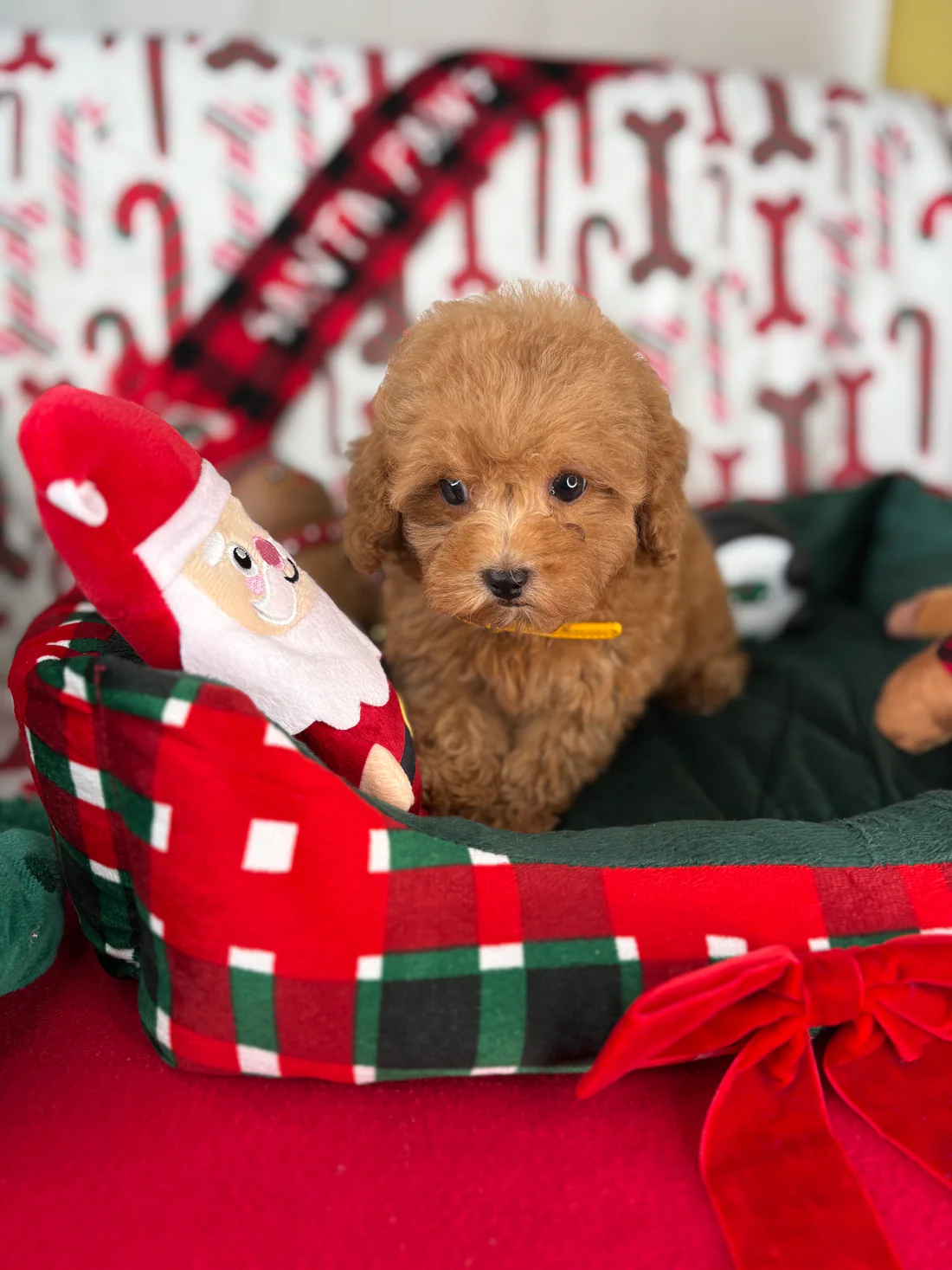 Apricot Female Teacup Poodle(Tracy)3 Tracy, an apricot female Teacup Poodle puppy for sale in the USA