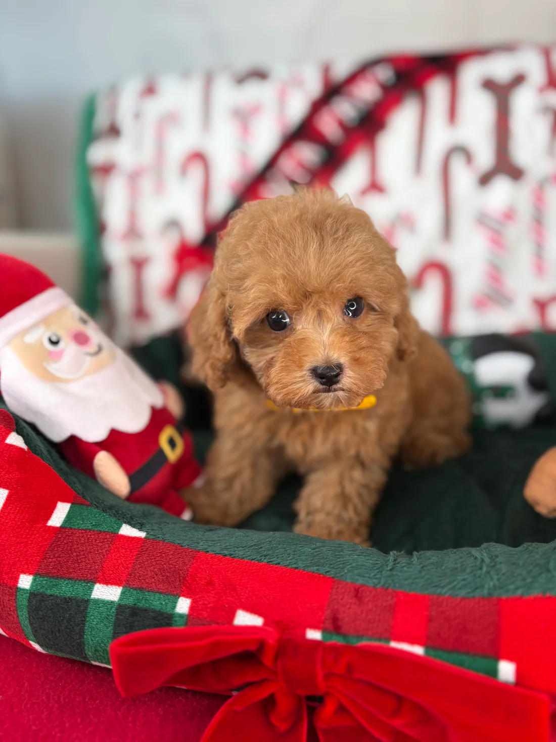 Apricot Female Teacup Poodle(Tracy)4 Tracy, an apricot female Teacup Poodle puppy for sale in the USA