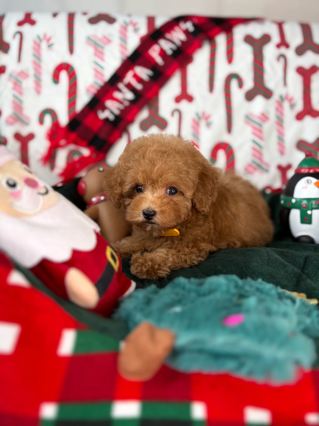 Apricot Female Teacup Poodle(Tracy)5 Tracy, an apricot female Teacup Poodle puppy for sale in the USA