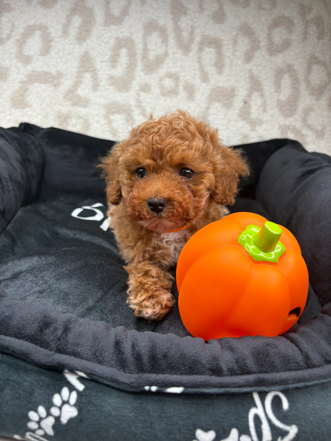 Apricot Male Teacup Poodle 🐩(Bryan) Bryan, an apricot male Teacup Poodle puppy for sale in the USA