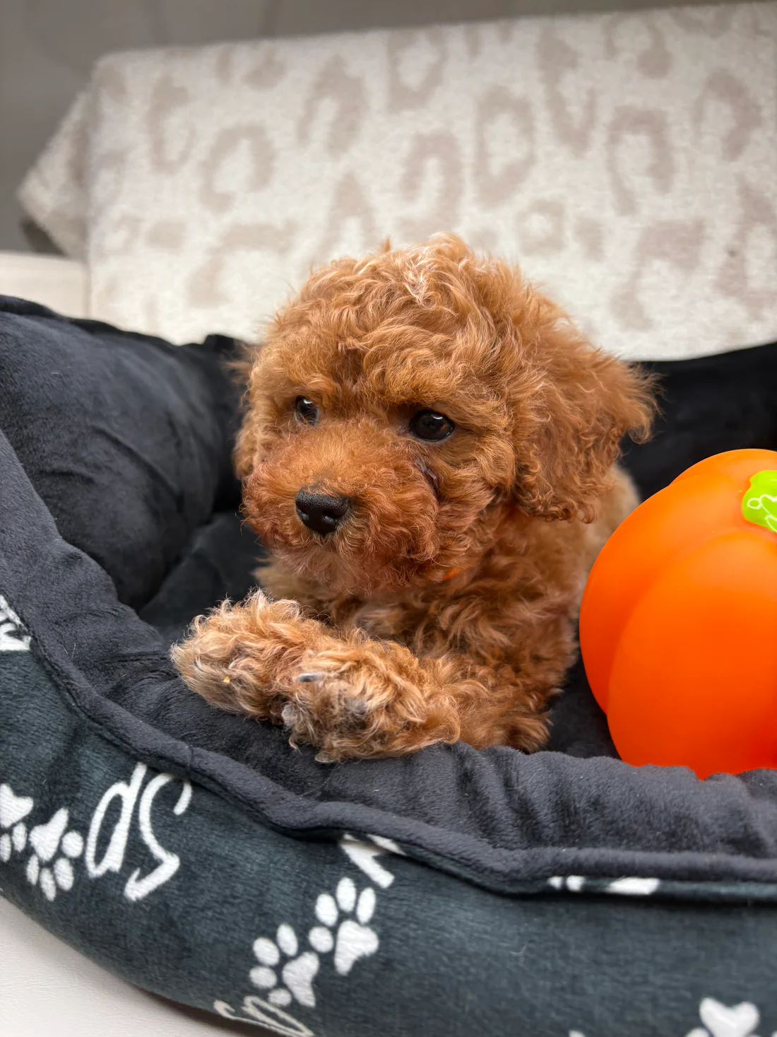 Apricot Male Teacup Poodle 🐩(Bryan)1 Bryan, an apricot male Teacup Poodle puppy for sale in the USA