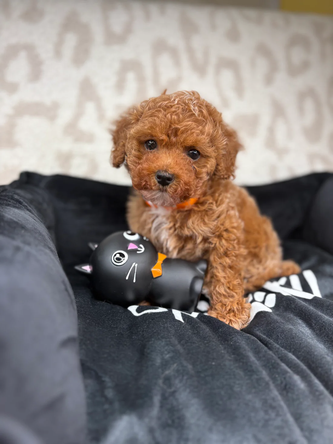 Apricot Male Teacup Poodle 🐩(Bryan)10 Bryan, an apricot male Teacup Poodle puppy for sale in the USA