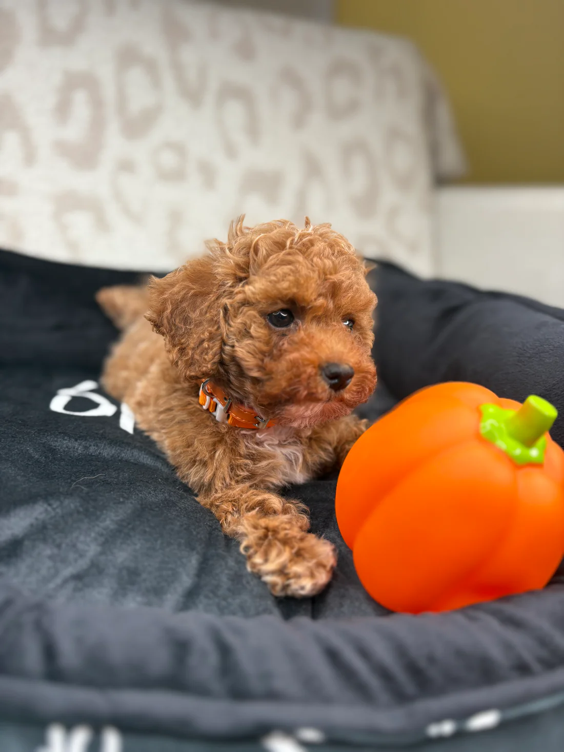 Apricot Male Teacup Poodle 🐩(Bryan)11 Bryan, an apricot male Teacup Poodle puppy for sale in the USA