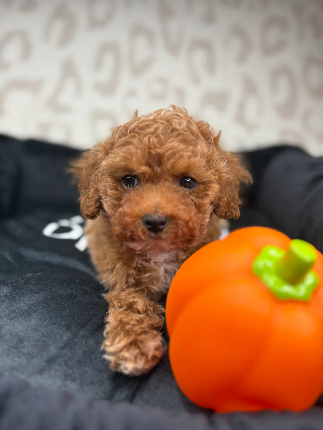 Apricot Male Teacup Poodle 🐩(Bryan)2 Bryan, an apricot male Teacup Poodle puppy for sale in the USA