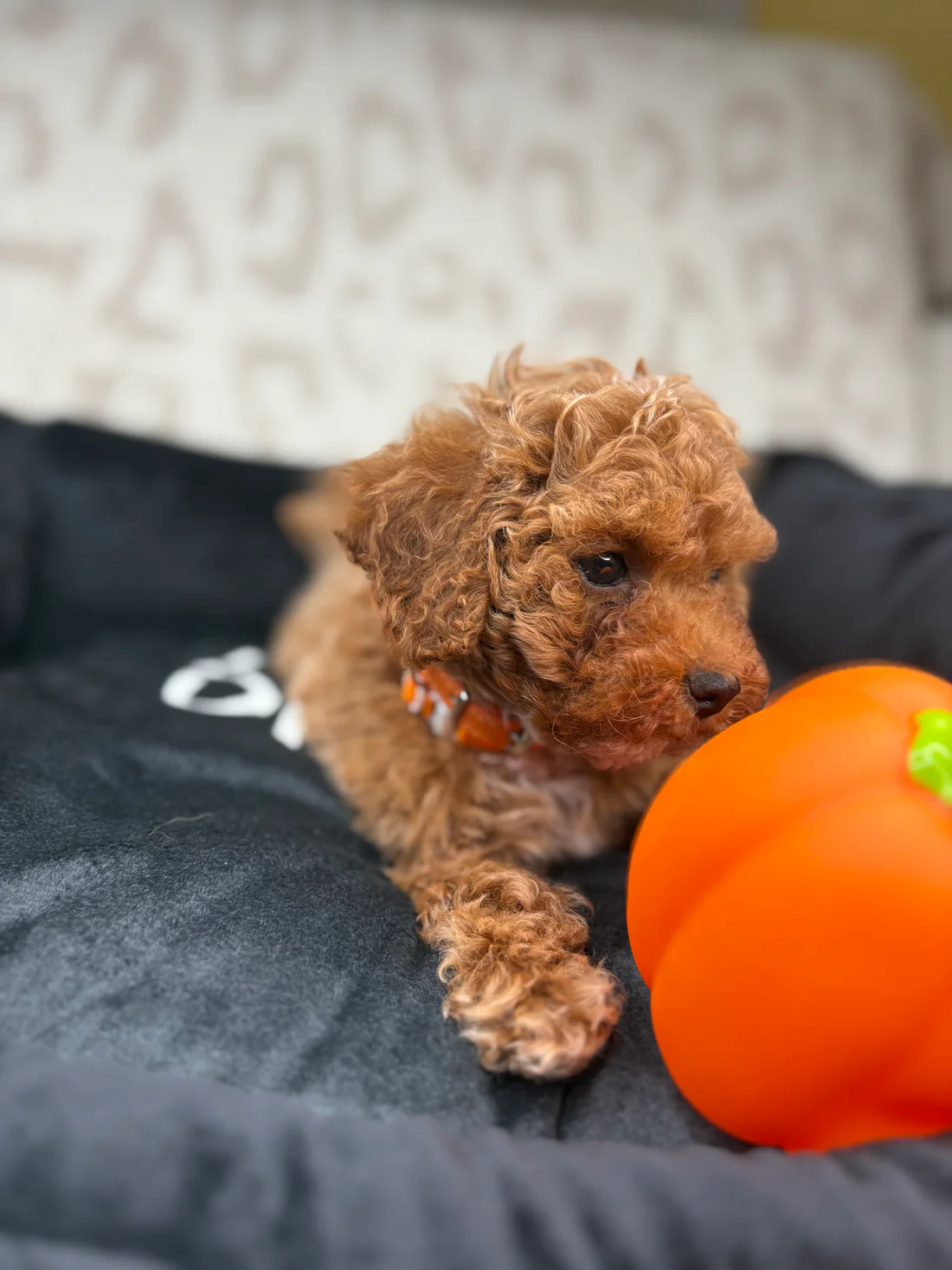 Apricot Male Teacup Poodle 🐩(Bryan)3 Bryan, an apricot male Teacup Poodle puppy for sale in the USA