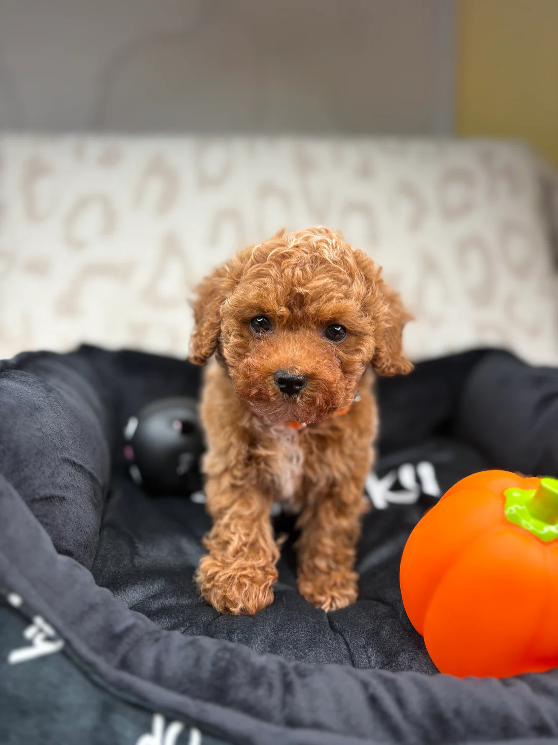 Apricot Male Teacup Poodle 🐩(Bryan)4 Bryan, an apricot male Teacup Poodle puppy for sale in the USA