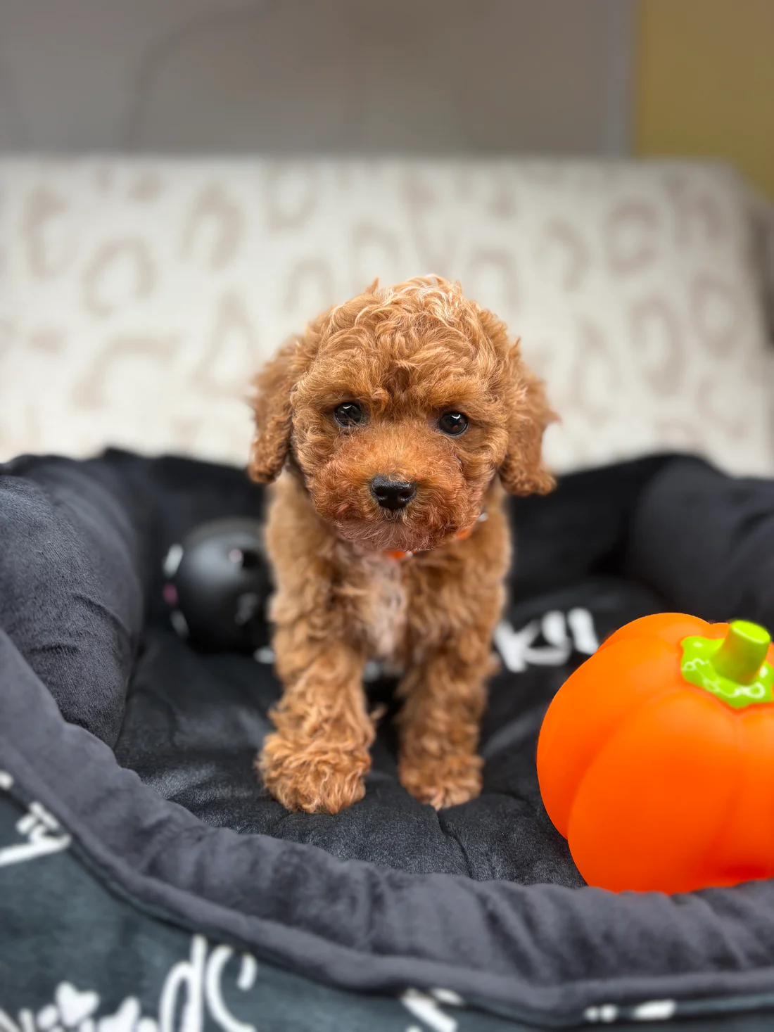 Apricot Male Teacup Poodle 🐩(Bryan)5 Bryan, an apricot male Teacup Poodle puppy for sale in the USA