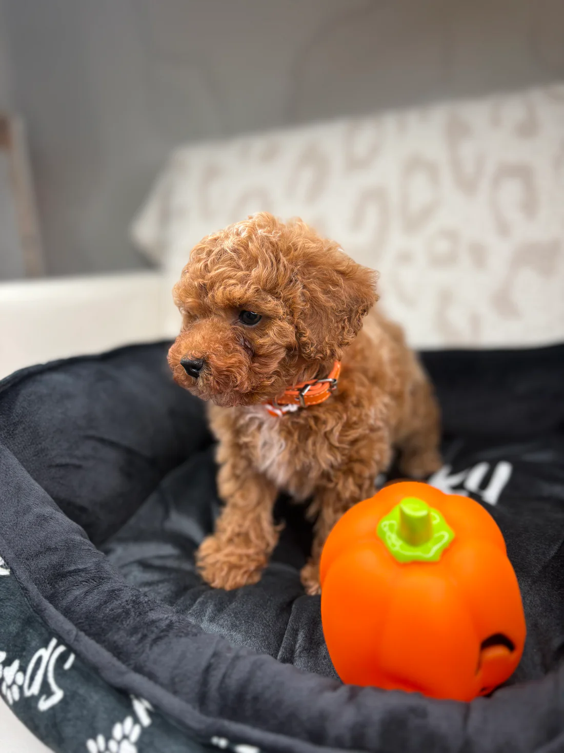 Apricot Male Teacup Poodle 🐩(Bryan)6 Bryan, an apricot male Teacup Poodle puppy for sale in the USA