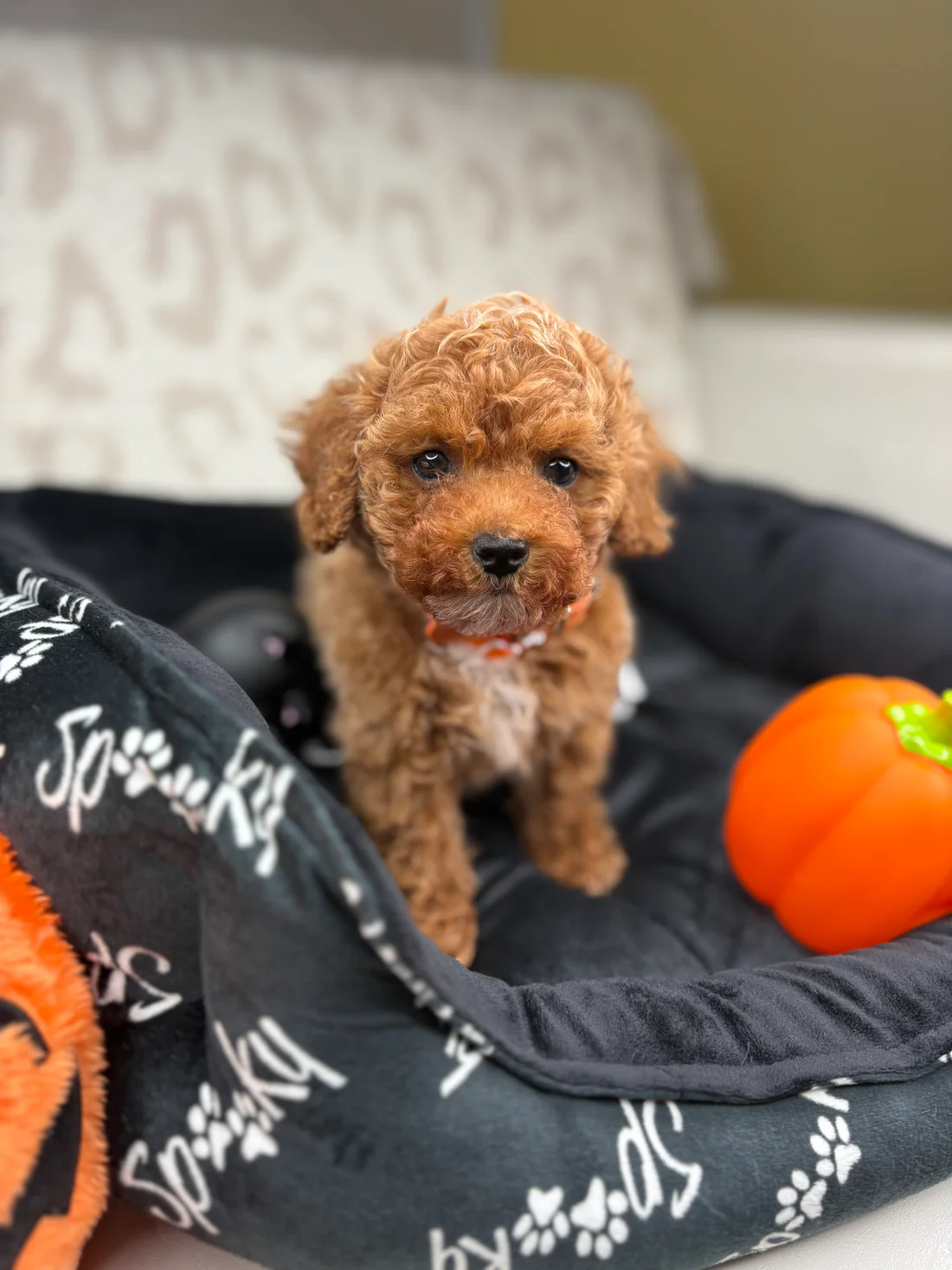 Apricot Male Teacup Poodle 🐩(Bryan)7 Bryan, an apricot male Teacup Poodle puppy for sale in the USA
