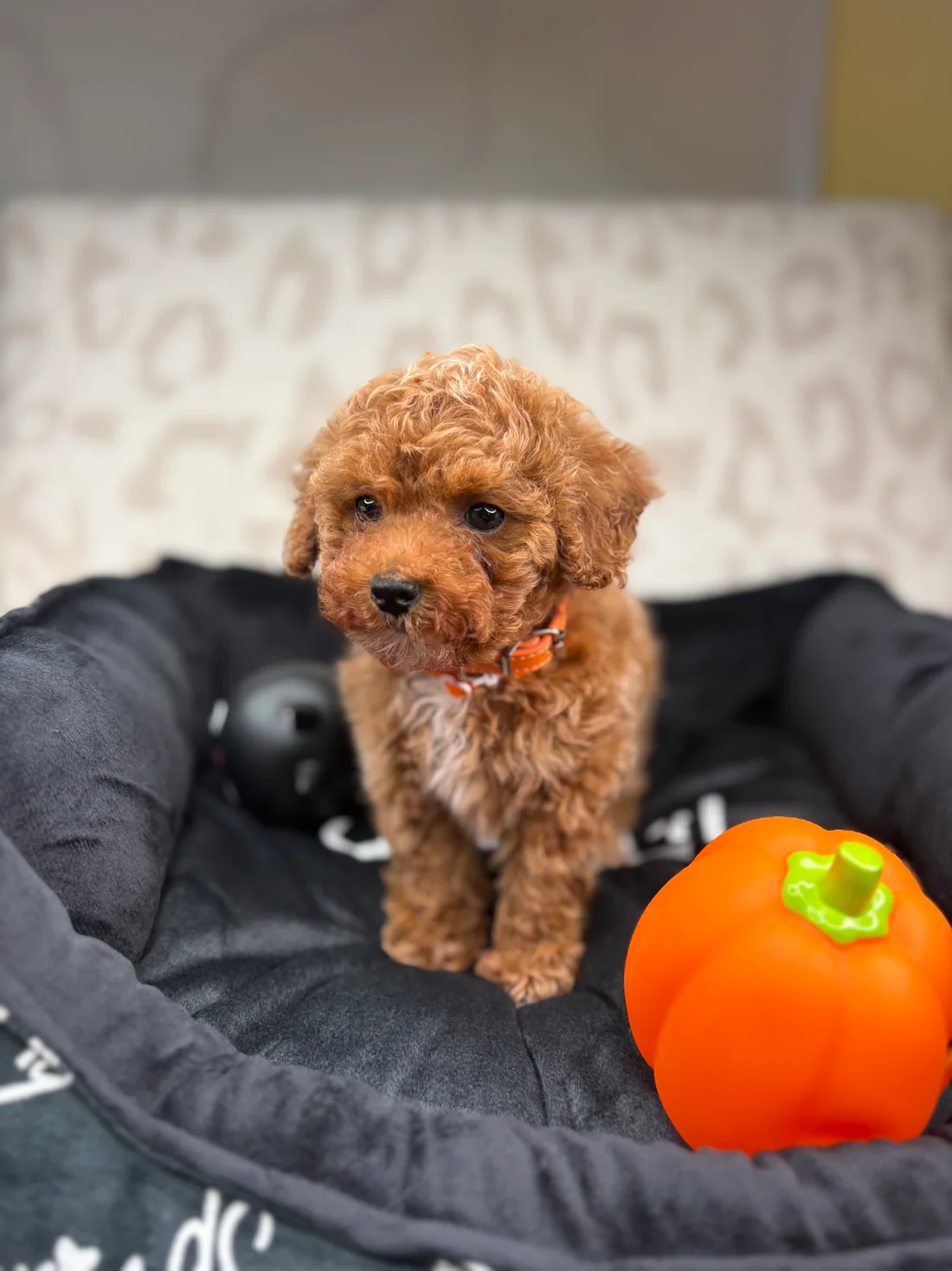 Apricot Male Teacup Poodle 🐩(Bryan)8 Bryan, an apricot male Teacup Poodle puppy for sale in the USA