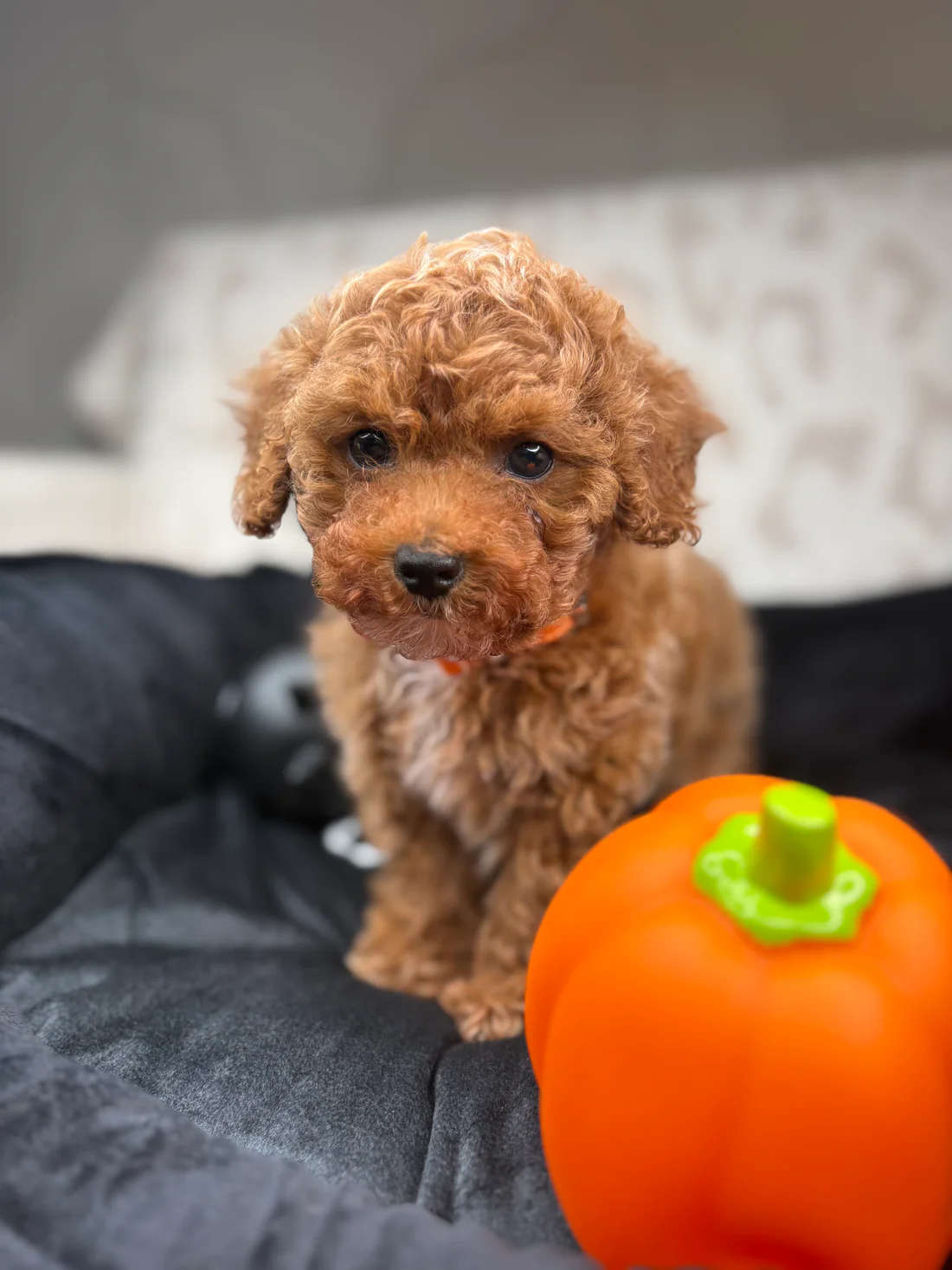 Apricot Male Teacup Poodle 🐩(Bryan)9 Bryan, an apricot male Teacup Poodle puppy for sale in the USA