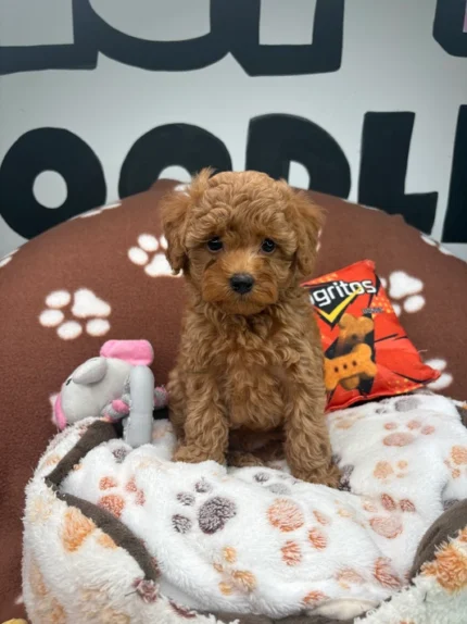 Teddy, an apricot male Toy Poodle puppy for sale in the USA