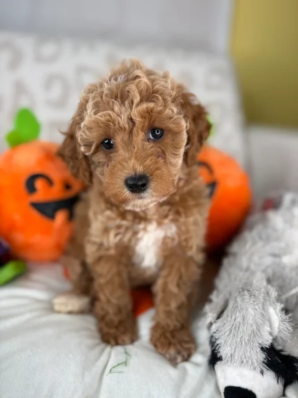 Oliver, an apricot male Toy Poodle puppy for sale in the USA