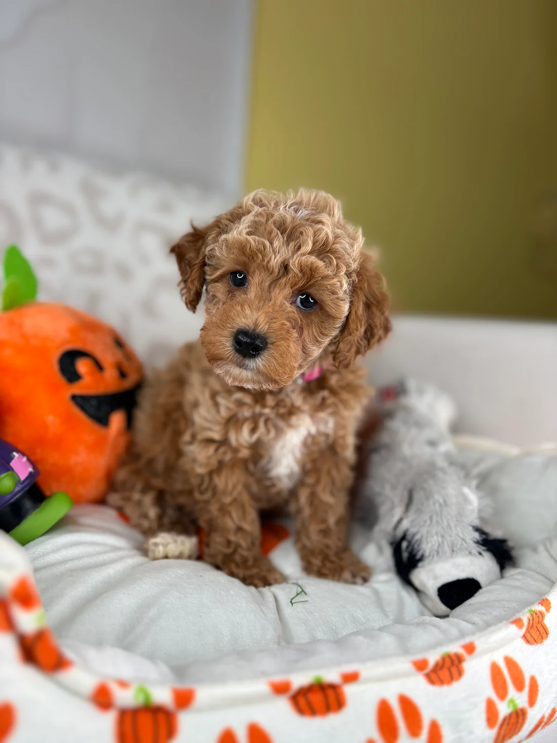oliver-apricot-male-toy-poodle-puppy.webp Oliver, an apricot male Toy Poodle puppy for sale in the USA