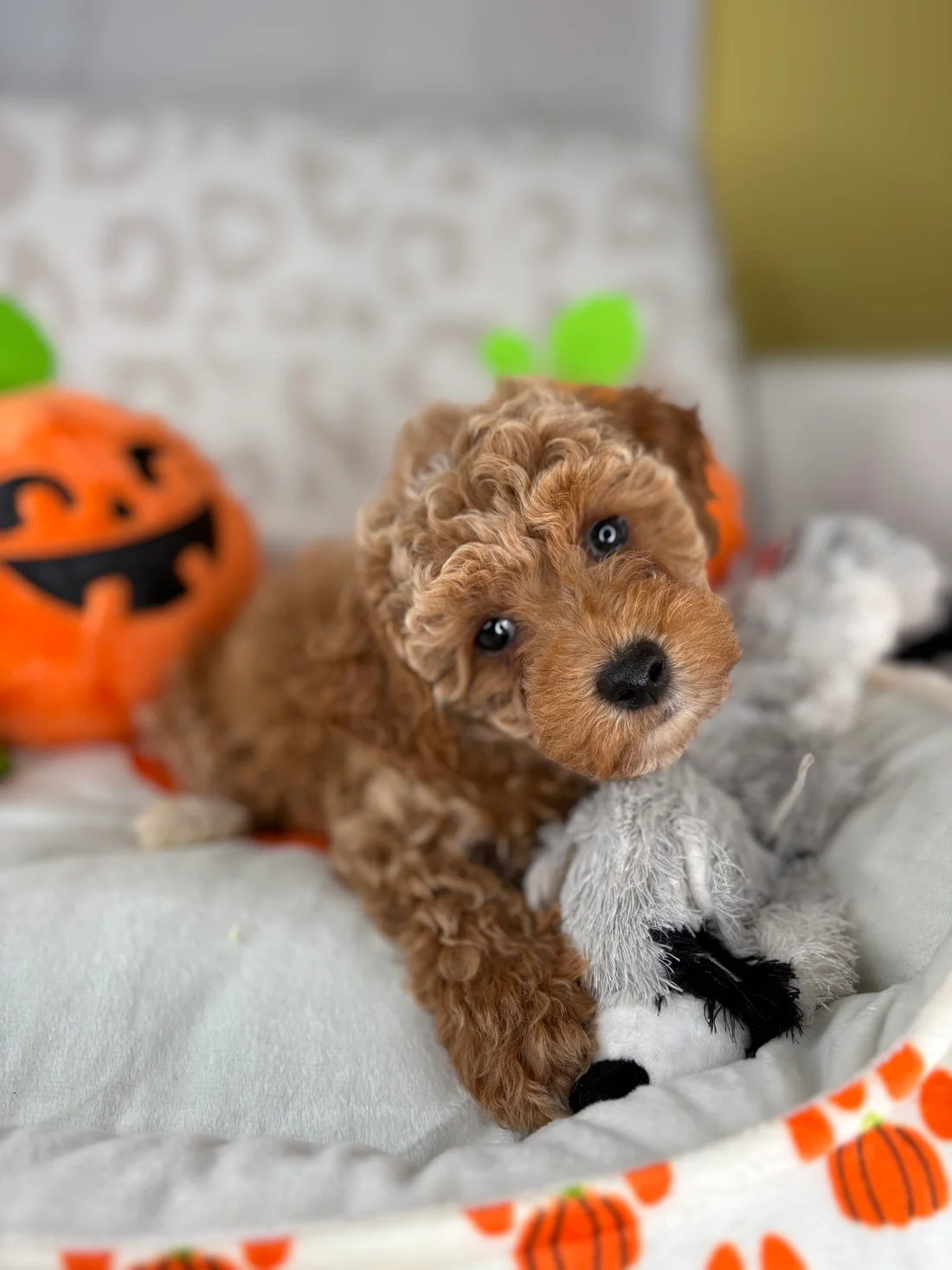 oliver-apricot-male-toy-poodle-puppy.webp Oliver, an apricot male Toy Poodle puppy for sale in the USA