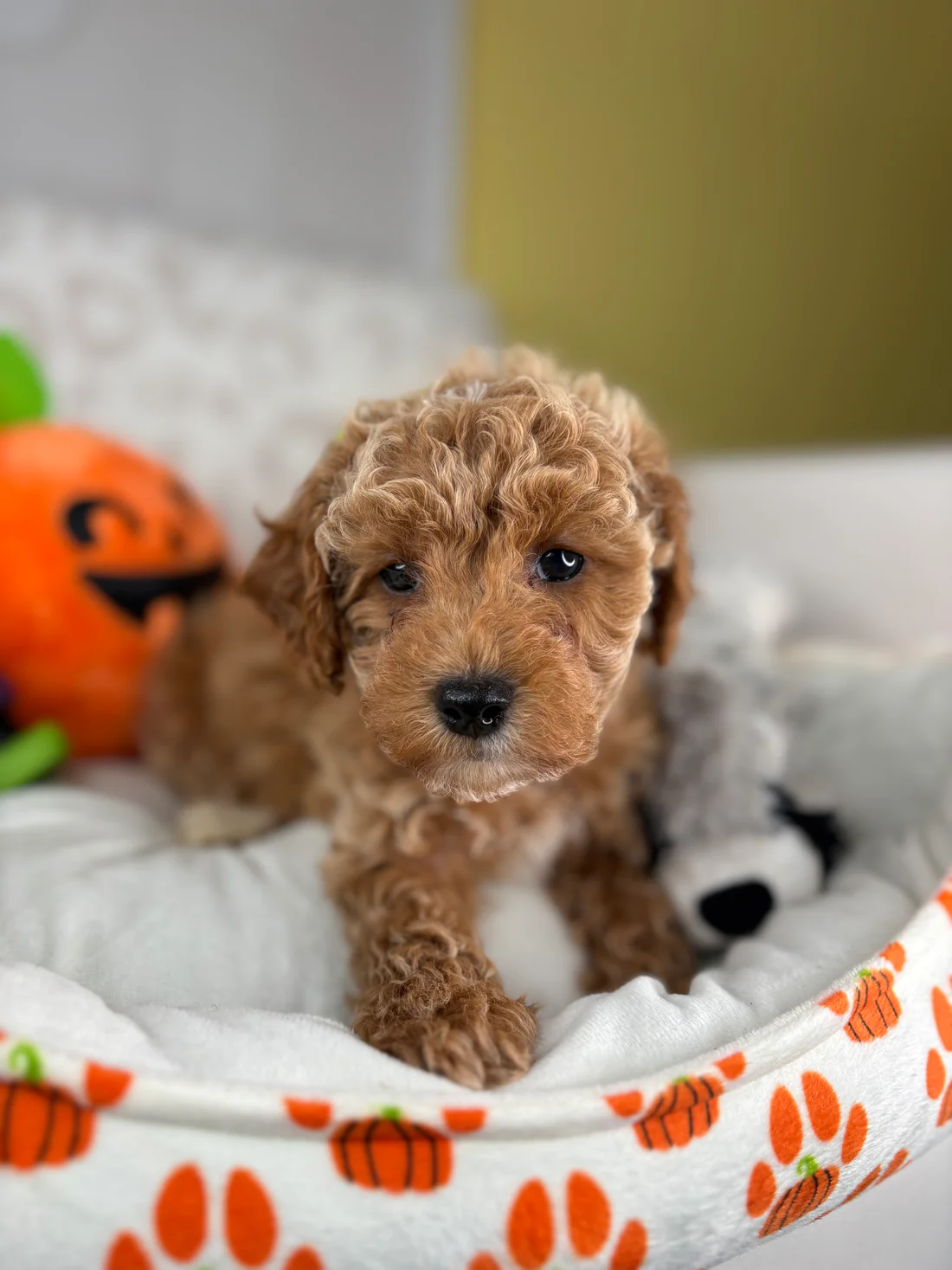 oliver-apricot-male-toy-poodle-puppy.webp Oliver, an apricot male Toy Poodle puppy for sale in the USA