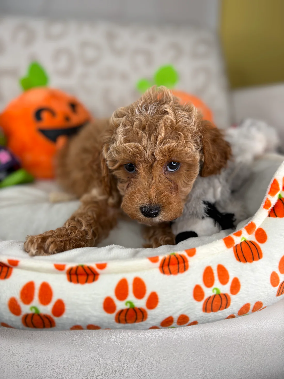 oliver-apricot-male-toy-poodle-puppy.webp Oliver, an apricot male Toy Poodle puppy for sale in the USA