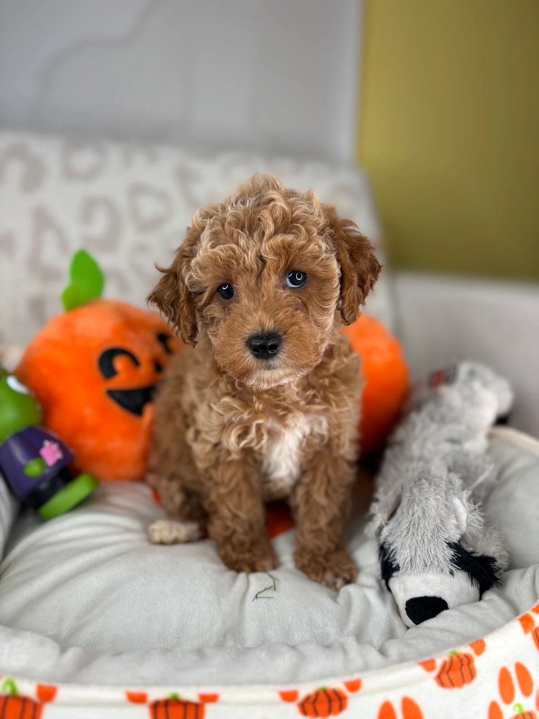 oliver-apricot-male-toy-poodle-puppy.webp Oliver, an apricot male Toy Poodle puppy for sale in the USA