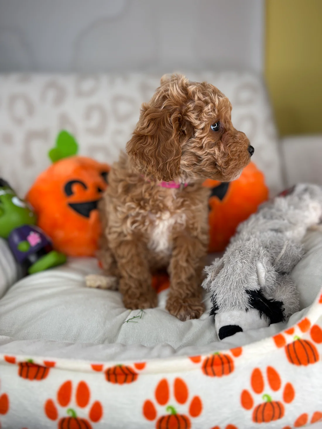 oliver-apricot-male-toy-poodle-puppy.webp Oliver, an apricot male Toy Poodle puppy for sale in the USA