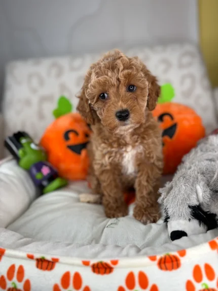 Oliver, an apricot male Toy Poodle puppy for sale in the USA