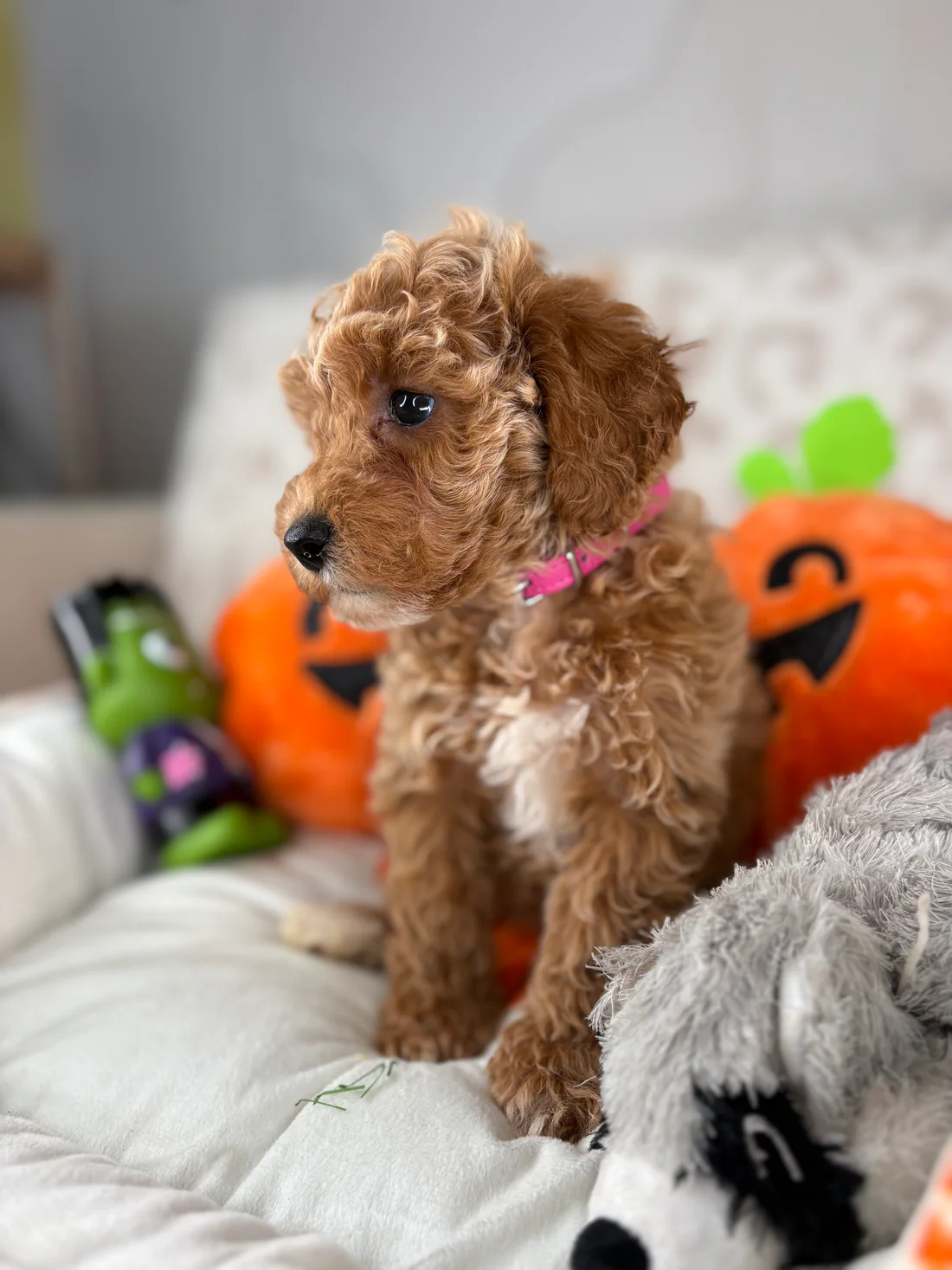 oliver-apricot-male-toy-poodle-puppy.webp Oliver, an apricot male Toy Poodle puppy for sale in the USA