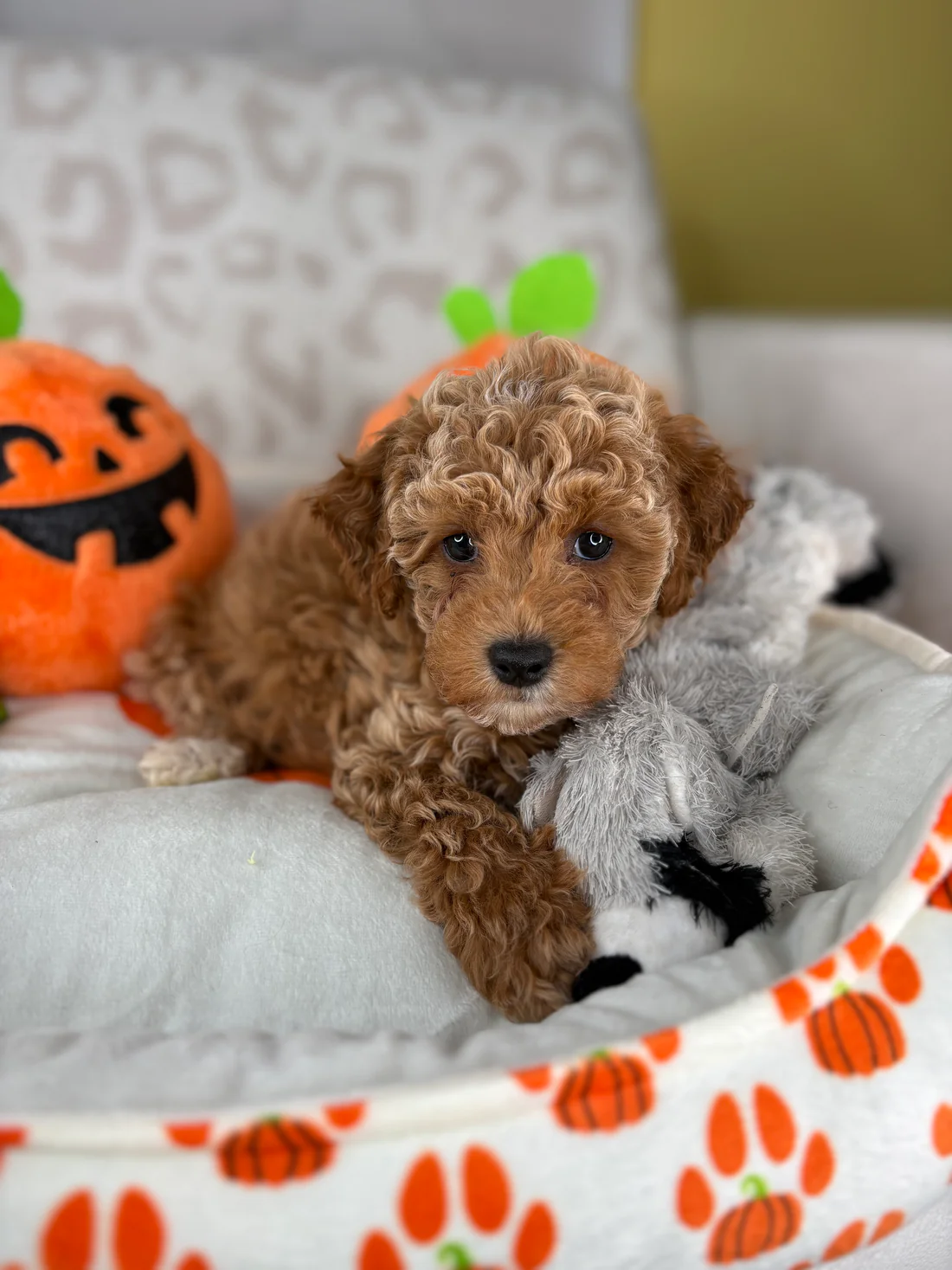 oliver-apricot-male-toy-poodle-puppy.webp Oliver, an apricot male Toy Poodle puppy for sale in the USA