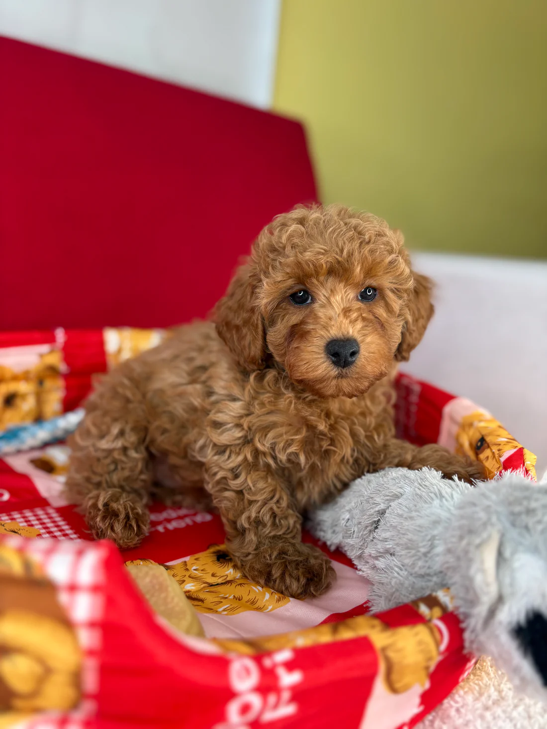 bailey-apricot-male-toy-poodle-puppy.webp Bailey, an apricot male Toy Poodle puppy for sale in the USA