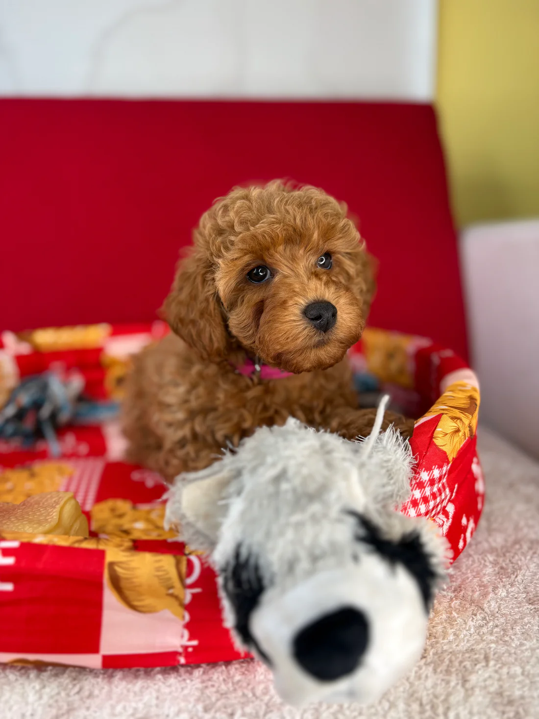 bailey-apricot-male-toy-poodle-puppy.webp Bailey, an apricot male Toy Poodle puppy for sale in the USA