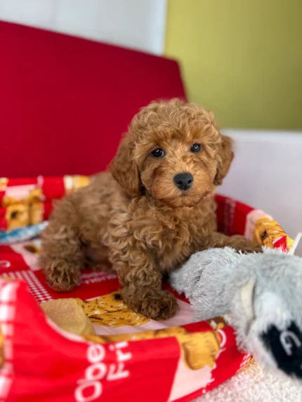 Bailey, an apricot male Toy Poodle puppy for sale in the USA
