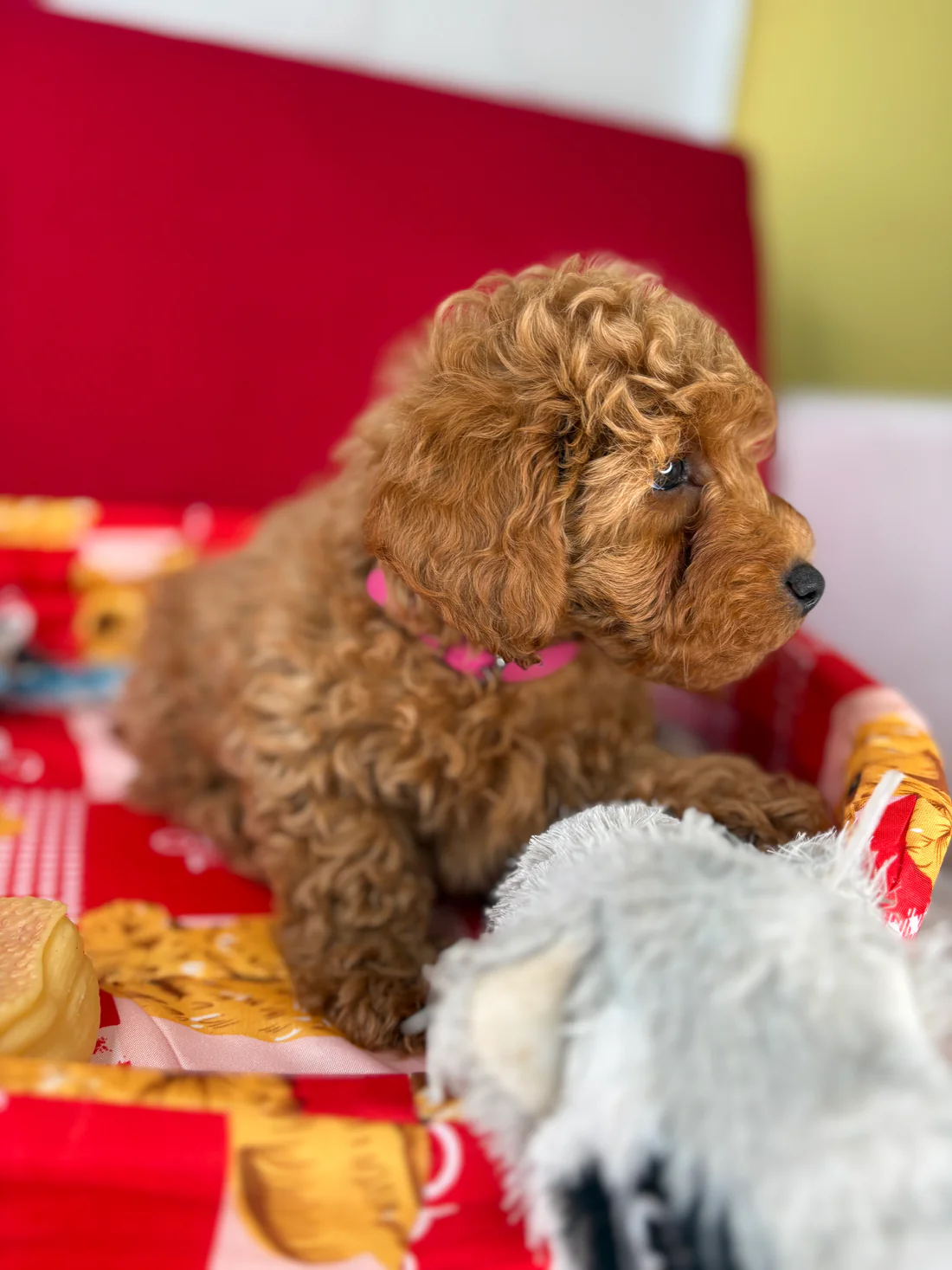 bailey-apricot-male-toy-poodle-puppy.webp Bailey, an apricot male Toy Poodle puppy for sale in the USA