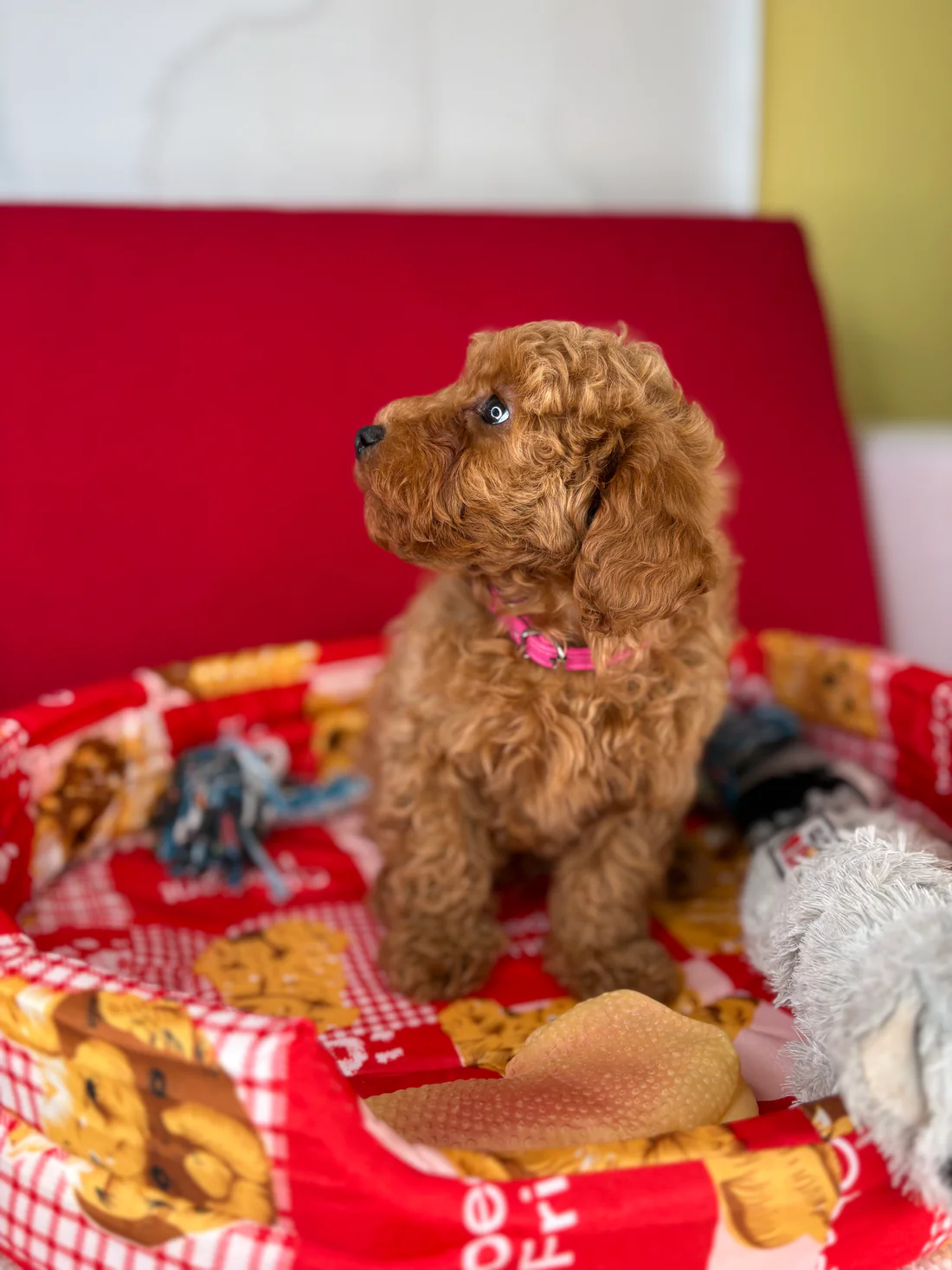 bailey-apricot-male-toy-poodle-puppy.webp Bailey, an apricot male Toy Poodle puppy for sale in the USA