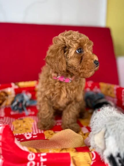 Bailey, an apricot male Toy Poodle puppy for sale in the USA
